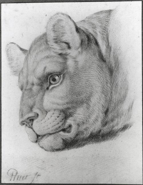 Head of a Lioness