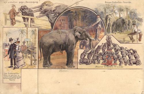 Barnum & Bailey:  Elephants