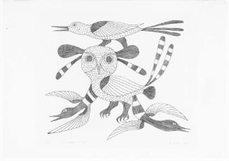 Birds of Night