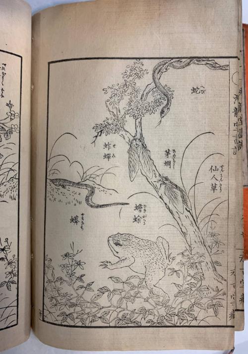 Senryūdō’s Picture Book: Grasses, Flowers, and Insects