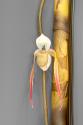 Detail of Orchid