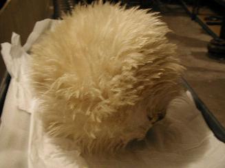 Shako
