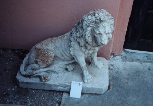 Semi Lying Lion