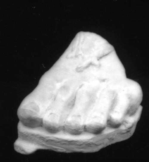 Foot