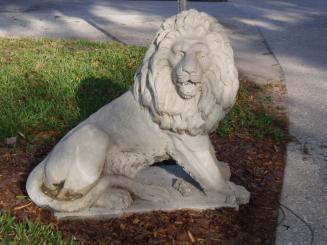 Semi Lying Lion