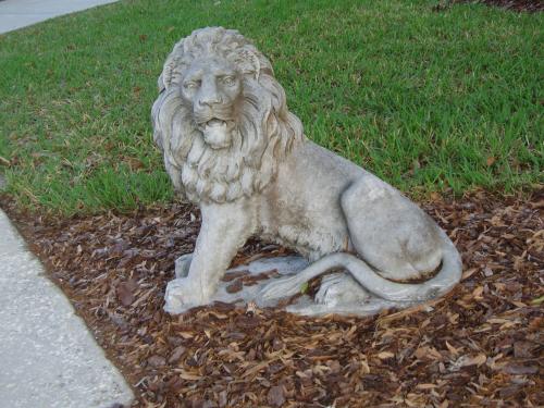 Semi Lying Lion