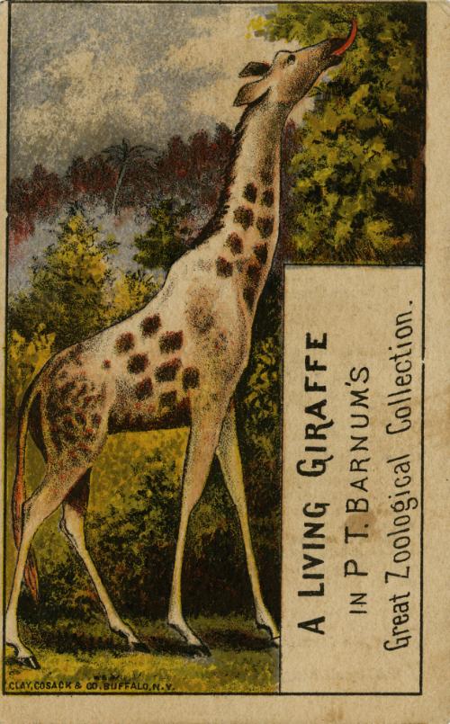 A Living Giraffe in P.T. Barnum's Great Zoological Collection