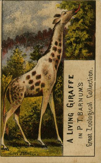 A Living Giraffe in P.T. Barnum's Great Zoological Collection