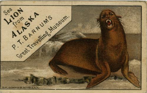 P.T. Barnum: Sea Lion from Alaska