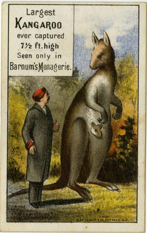P.T. Barnum: Largest Kangaroo ever captured