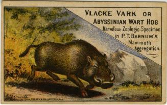 P.T. Barnum: Vlacke Vark or Abyssinian Wart Hog