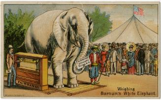 Weighing Barnum's White Elephant
