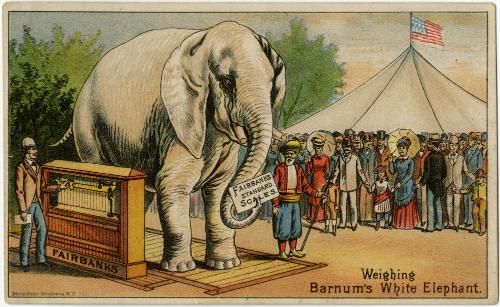 Weighing Barnum's White Elephant
