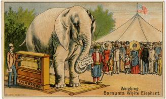 Weighing Barnum's White Elephant