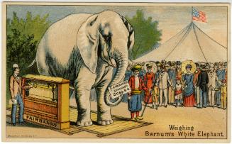 Weighing Barnum's White Elephant