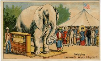 Weighing Barnum's White Elephant