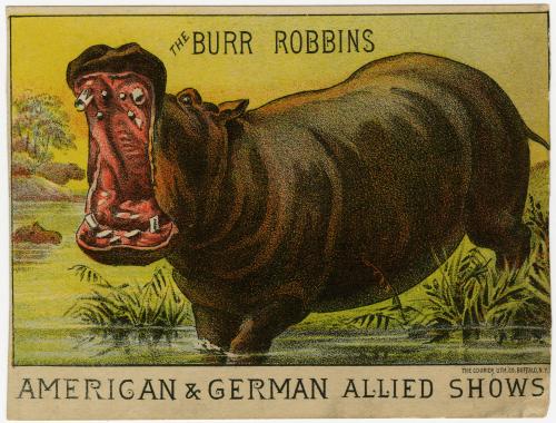 Burr Robbins: Hippopotamus