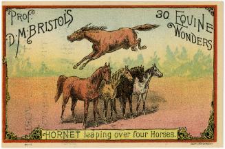 Professor D.M. Bristol: Equescurriculum: 30 Equine Wonders