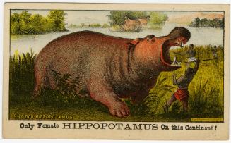 Adam Forepaugh: Only Female Hippopotamus on the Continent