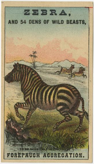 Adam Forepaugh: Zebra