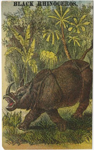 Adam Forepaugh: Black Rhinoceros