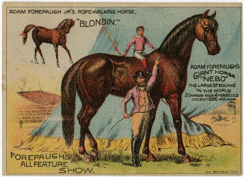 Adam Forepaugh: All Feature Show; Giant Horse "Nebo" and Jr.'s "Blondin"