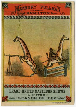Maybury Pullman, and Hamilton: Giraffes