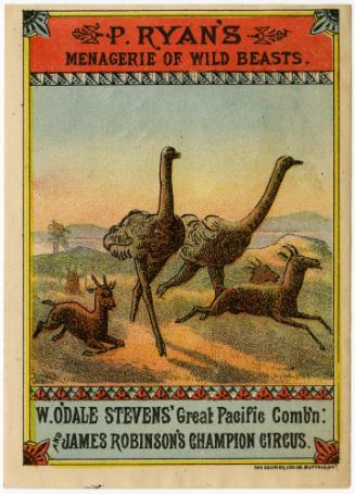 P. Ryan's, W. O'Dale Steven's and James Robinson's: Ostriches