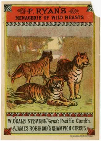 P. Ryan's, W. O'Dale Steven's and James Robinson's: Tigers