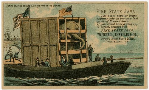 Jumbo leaving England, on the way to the Steamer: Pine State Java