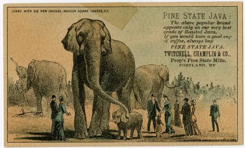 Jumbo with his new friends, Madison Square Garden, N.Y.: Pine State Java