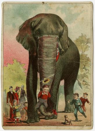 Elephant