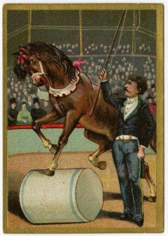 Horse rolling barrel