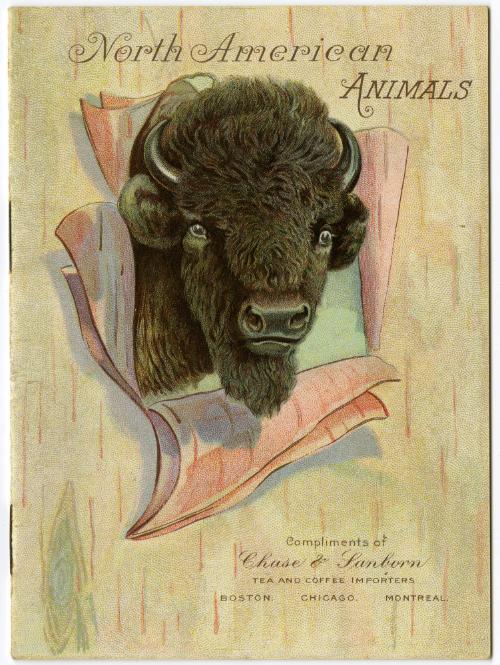 North American Animals booklet