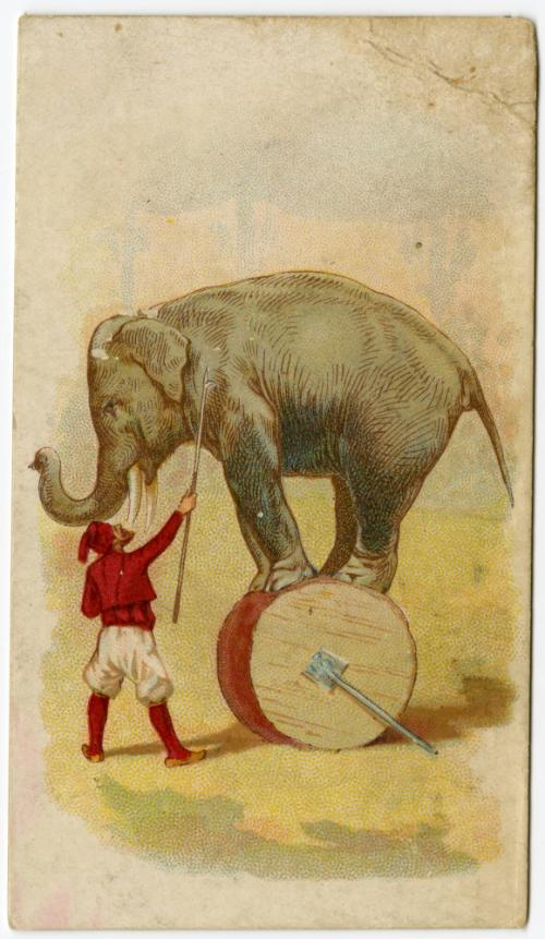 Elephant standing on barrel