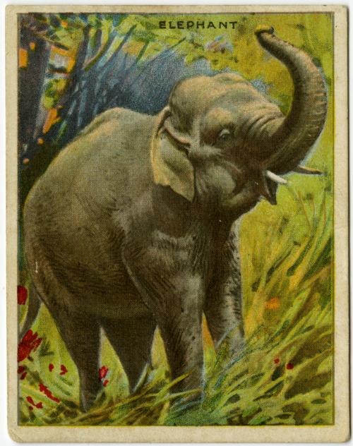 Elephant