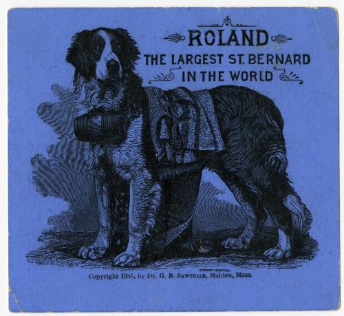 Roland: Largest St. Bernard in the world