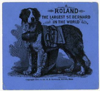 Roland: Largest St. Bernard in the world