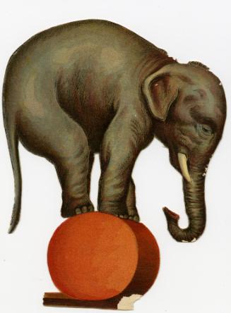 Elephant standing on red ball