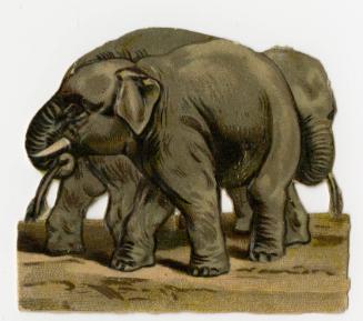 Two baby elephants