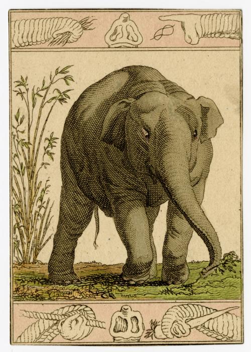 Elephant; elephant trunk border, top and bottom