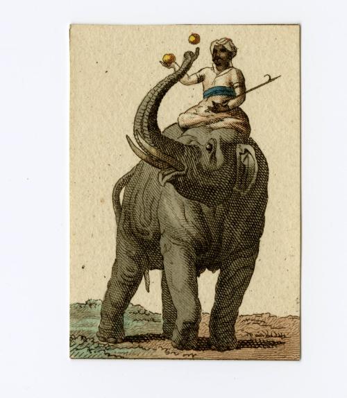 Man riding elephant