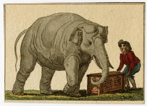 Elephant pushing trunk