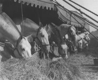 A line of horses in the horse tent eating the hay that is spread out on the ground.