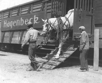 Unloading a Horse