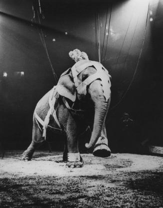 In a ring under a spot light, an elephant performs with a poodle riding on its head, undated.