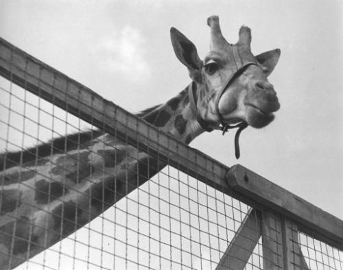 Head and neck view of a giraffe wearing a bridle peering over its cage.
