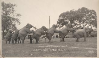 Dorothy Campbell Walker working Christy Bros. Circus Bulls