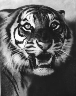 Portrait of a growling tiger.