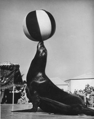 Seal balancing a ball on its nose on an open air stage at Winter Quarters.  Bench with several …
